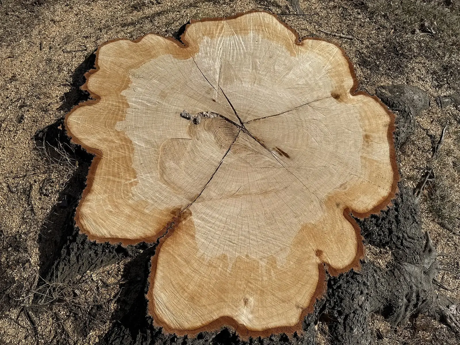 A freshly cut pin oak stump seen from above, showing its irregular outline