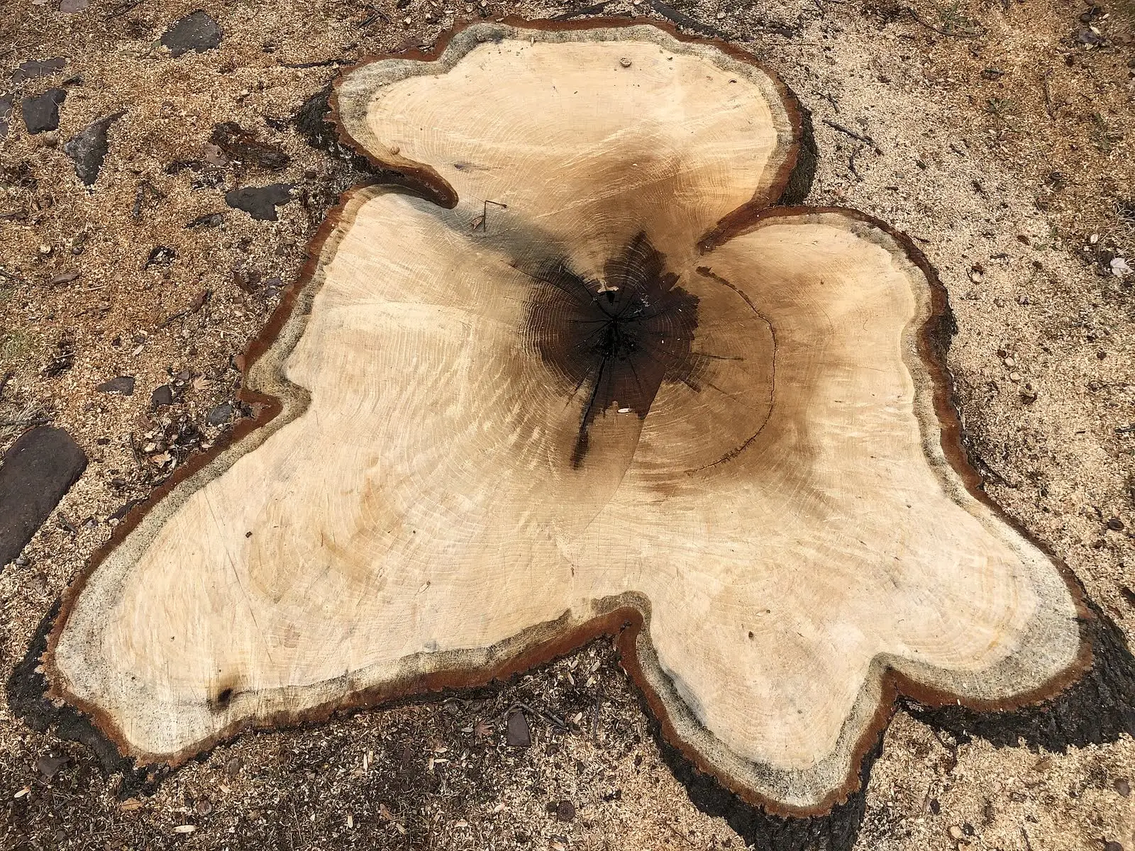 A freshly cut red oak stump with a wide, lobed root flare
