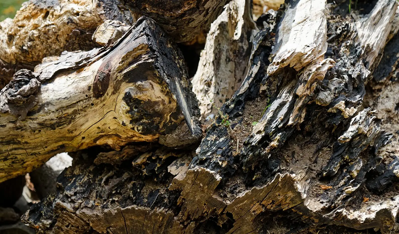 A rotted tree stump breaking apart in a garden